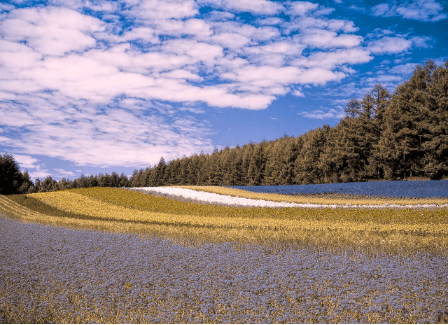 A field of multicoloured flowers and a blue sky as seen by someone with deuteranomaly.