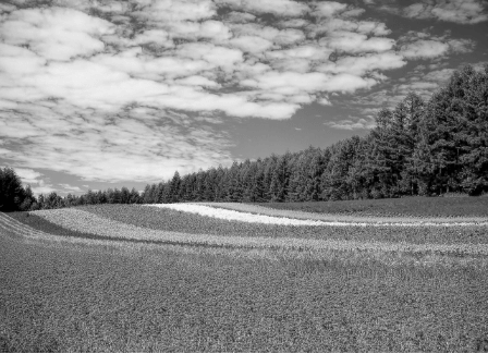 A field of multicoloured flowers and a blue sky as seen by someone with monochromacy.