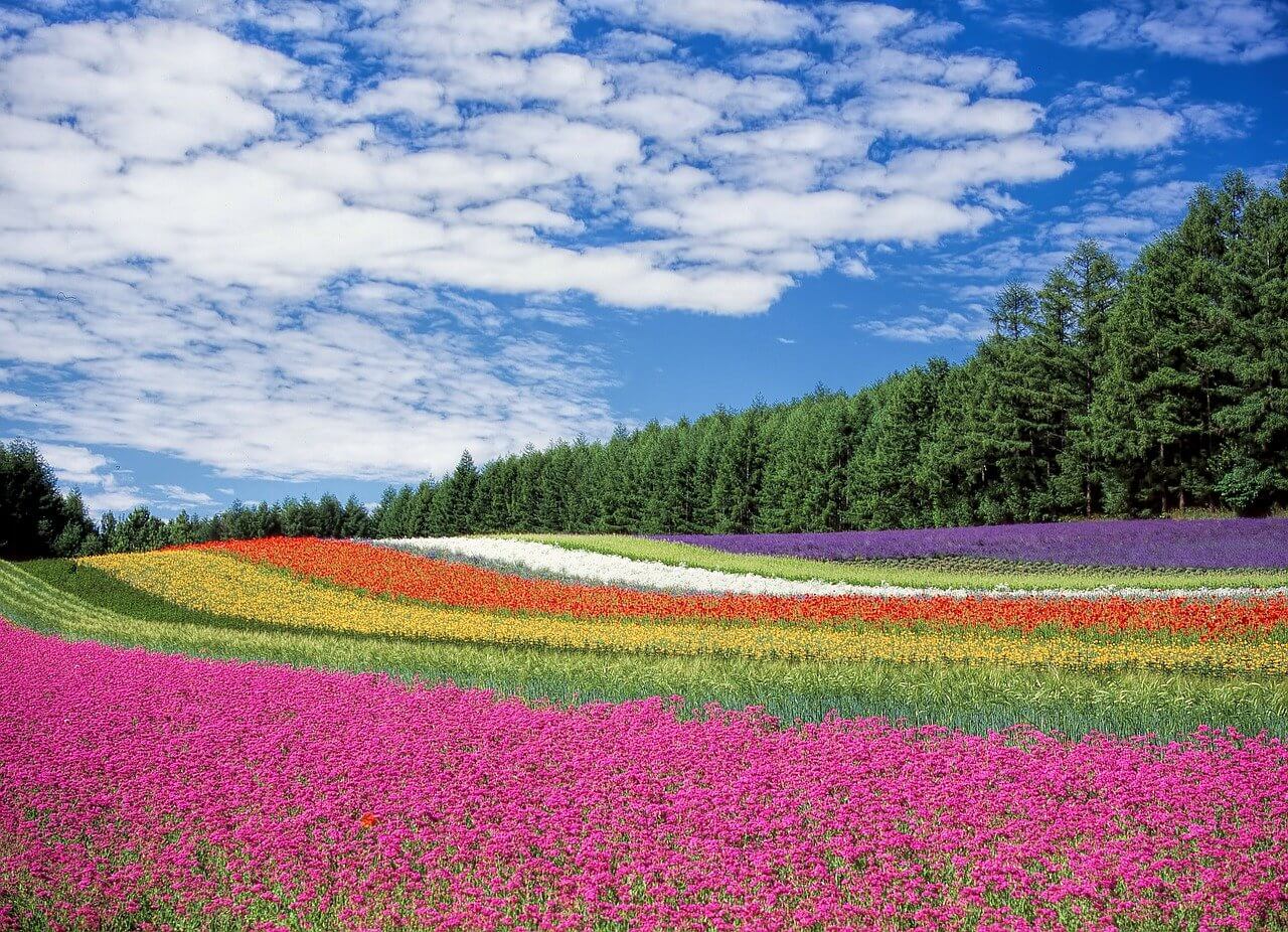 A field of multicoloured flowers and a blue sky