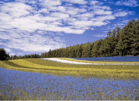 A field of multicoloured flowers and a blue sky as seen by someone with protanomaly.