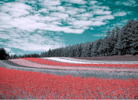 A field of multicoloured flowers and a blue sky as seen by someone with tritanomaly.