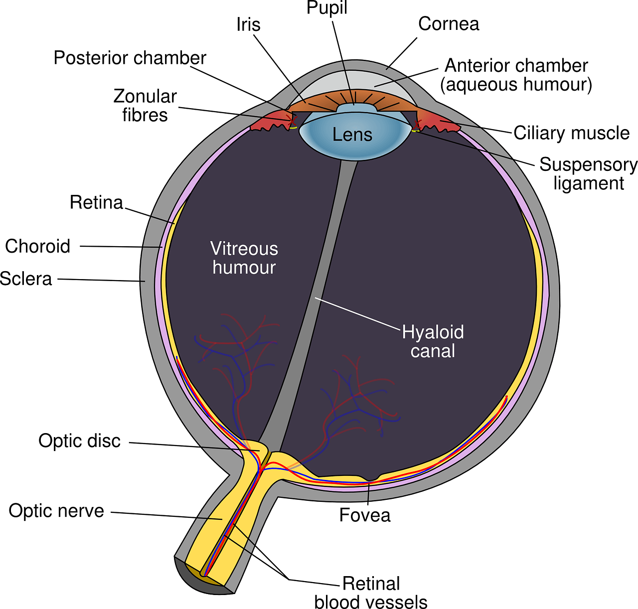 Illustration of an eyeball labelling the different parts of the eye